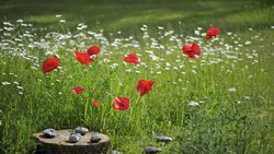 mohnblumen_WH48702.jpg