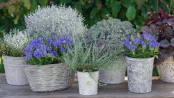 Dezente Eleganz: Herbstenziane und Silberlaubige ergänzen sich äusserst vorteilhaft.
