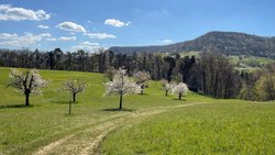 Blick zurück auf den «Chirsiweg»: Den Bäuerinnen und Bauern ist es zu verdanken, dass die Hochstammbäume so prächtig blühen.