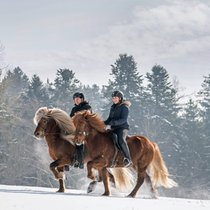 In rhythmischem Viertakt stieben die Pferde durch den Schnee, die Reiter sitzen dabei ganz ruhig im Sattel. Oliver Egli und Caroline Wyser zeigen, was am Islandpferd so speziell ist: die Gangart Tölt nämlich.