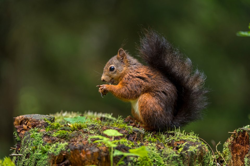 Rotes Eichhörnchen am Essen