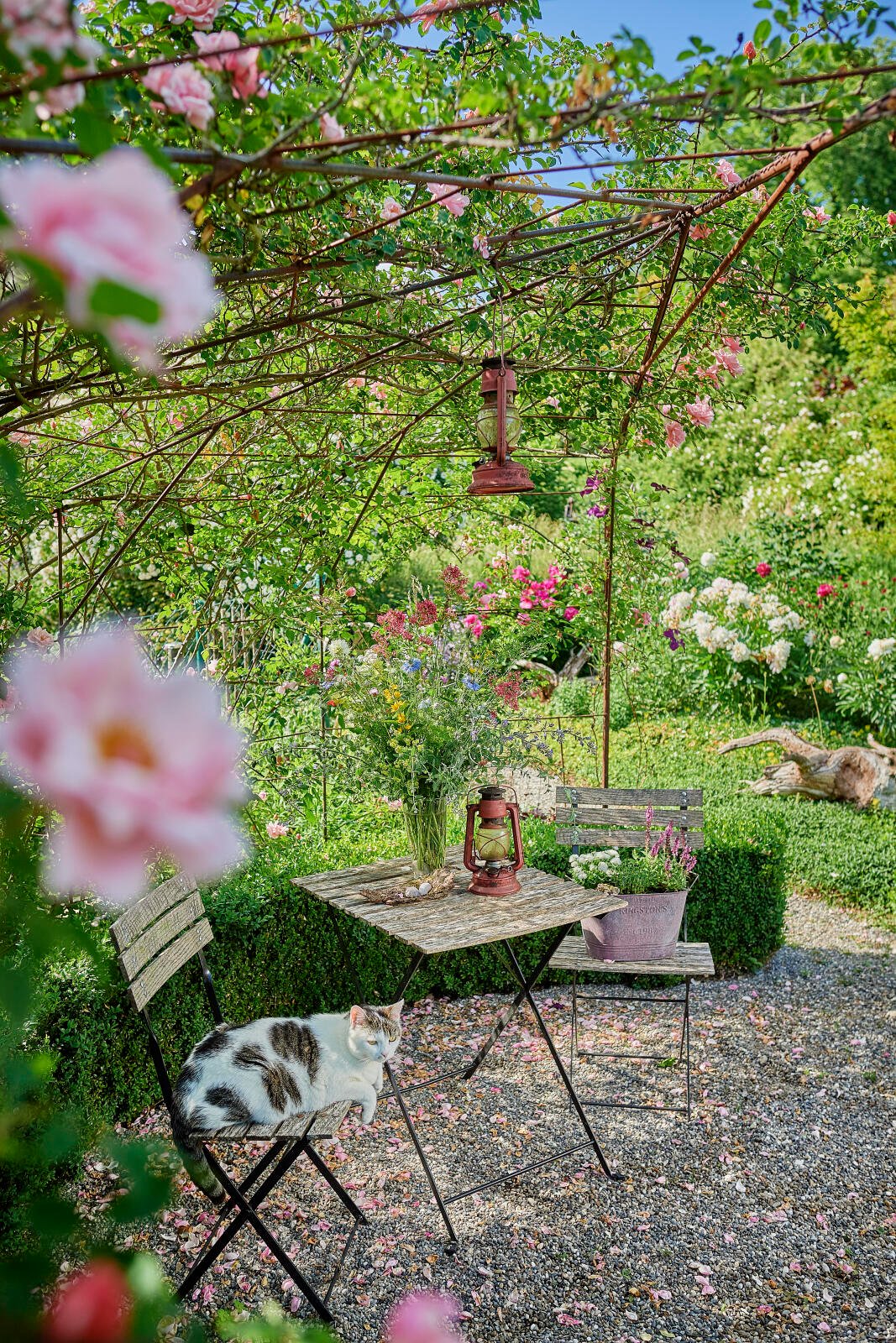 Garten mit Kater Nemo auf Gartenstuhl