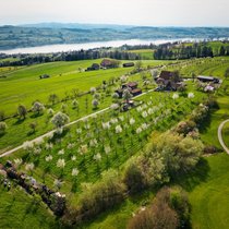 Ein Stück Himmel auf Erden: Die Hochstammobstbäume auf dem Archehof hoch über dem Sempachersee in schönster Blüte. Rechts grenzt das ­landwirtschaftliche Grundstück an den Golfplatz Sempach.
