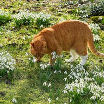 Wenn  die Pflänzchen im weichen Winterlicht ihre Blüten öffnen, ist sogar Harry, die Katze, hingerissen. Mit ihrem Namen passt sie bestens in den von England -inspirierten Garten.