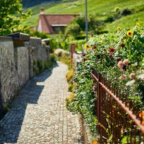 Dahlien, Sonnenblumen und Rosen säumen im Spätsommer das Hingerdürewägli in Twann BE.