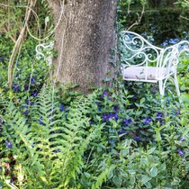 Verwunschener Waldgarten: Thomas Jan Pressmann hat Farne, Immergrün, Kaukasusvergissmeinnicht und andere Preziosen zum floralen Stelldichein versammelt.