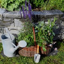 Ob einzeln gepflanzt oder zusammen in einem Beet – Stauden sollten in keinem Garten fehlen.