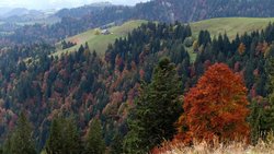 Hogerland