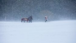 Samichlaus und Esel im Schnee