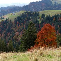 Hügel um Hügel einfach wunderbar! Unterwegs zwischen Lushütte und Hochänzi im Emmental.