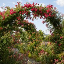 Ein Laubengang mit Rosen, fünfzig Meter lang und umrankt  von unzähligen Blüten: Zur Blütezeit kann  man sich hier kaum sattsehen. Ob man nach unten oder nach oben schaut – es blüht und duftet überall.