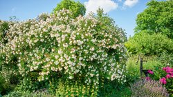 Üppig, lauschig, verwunschen: Im Naturgarten von Claudia Ebling spielen Wild- und andere Rosen eine wichtige Rolle. Im Bild eine Ramblerrose. Davor in Gelb gedeihen Brandkräuter, rechts vor dem Brunnen stehen Pfingstrosen und Bergminzen in Blüte.