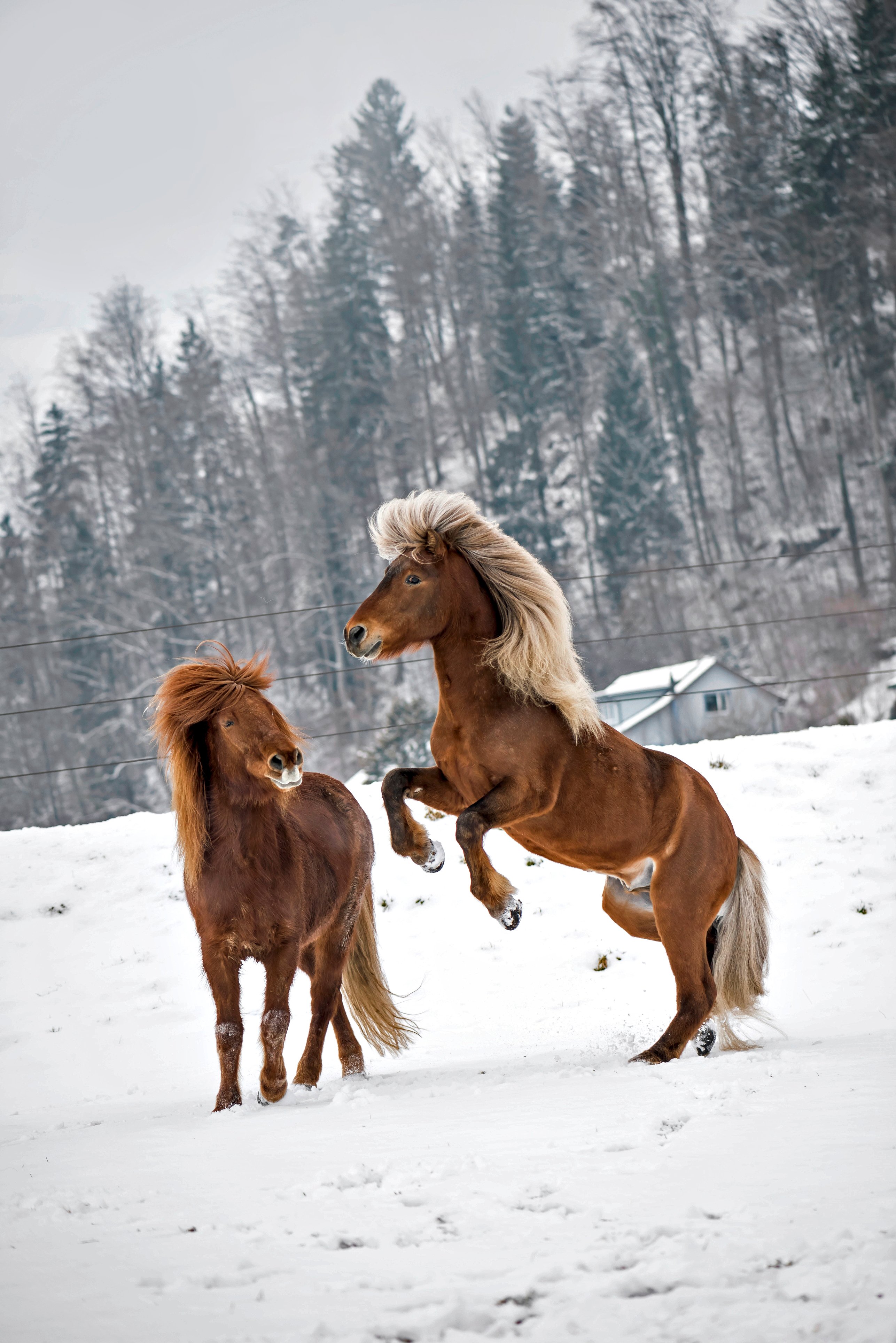 Islandponys im Schnee