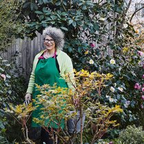 Schon im frühen Frühling blüht es bei Lilian Wernli auf allen Etagen: Kamelien schmücken die Hauswand, später folgen Rhododendren. Am Boden leuchten Lenzrosen und Narzissen neben vielen anderen.