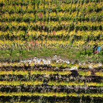 Rebstöcke, wohin das Auge blickt: Der «Chemin du Vignoble» zieht sich durch die sonnigen Weinterrassen des Wallis. Wanderautor Andreas Staeger unterwegs bei Branson.