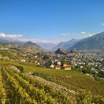 Gemütliche Wanderung durch die Weinberge des Mont d’Orge oberhalb von Sion: Über die langen Reihen von Rebstöcken hinweg geniesst man einen schönen Blick auf den Walliser Hauptort.