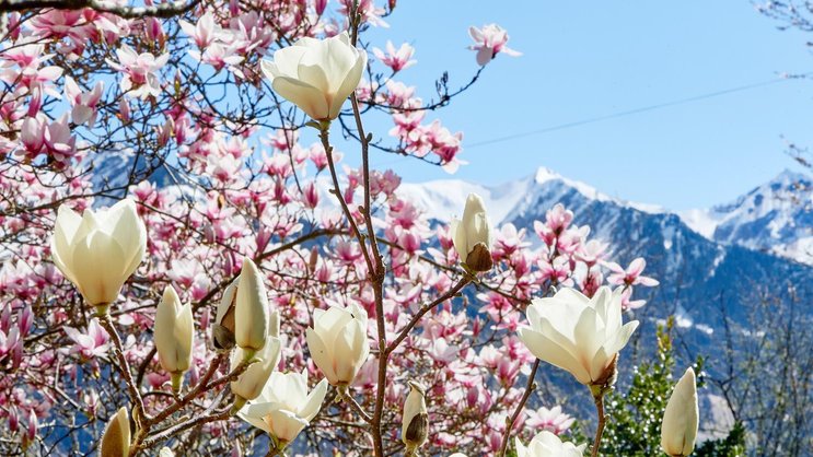 Frühlingserwachen: In den Bergen liegt noch Schnee, doch im Garten von Toni Durrer in Sarnen OW blühen bereits prächtig die Magnolien.