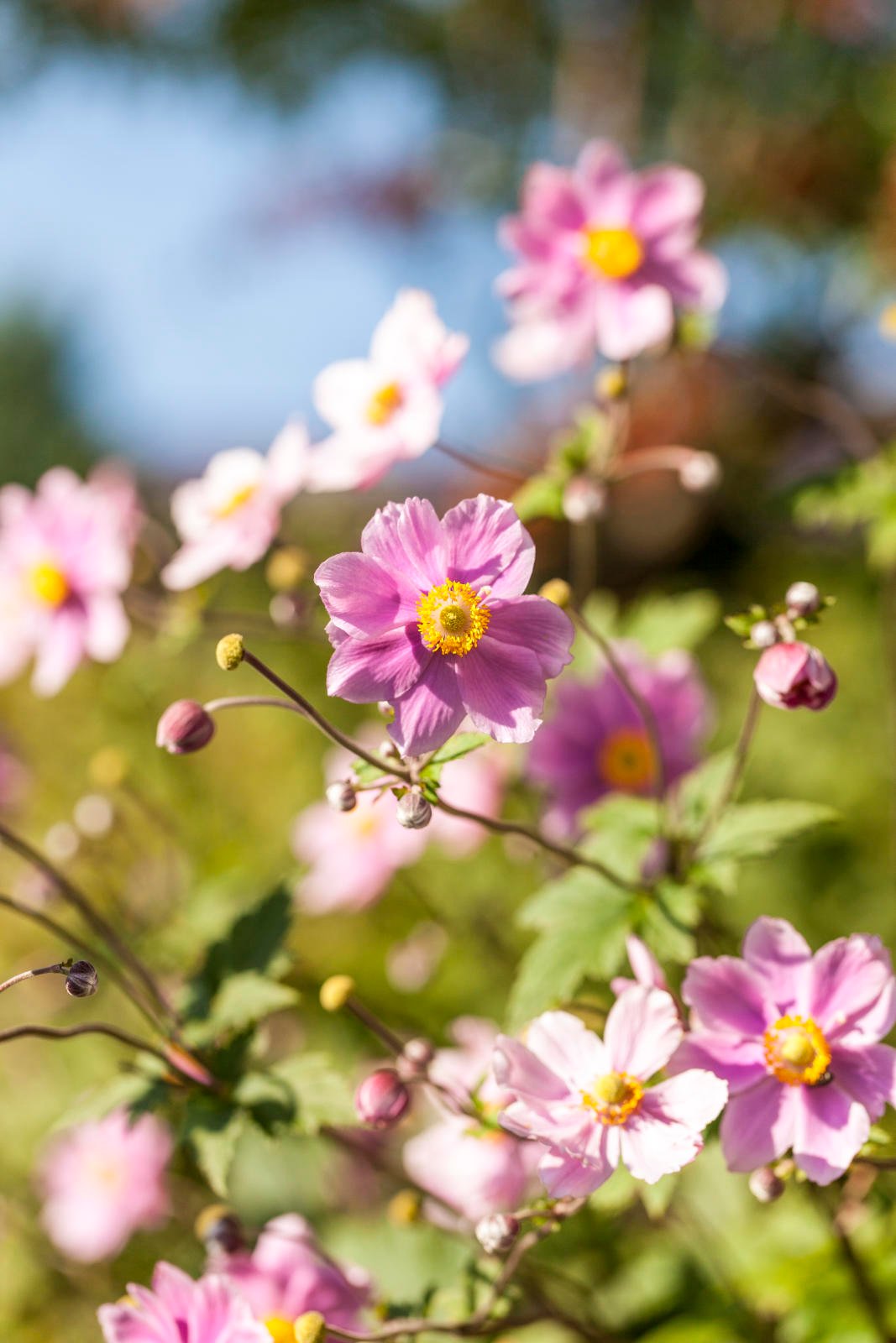 Herbst-Anemonen bei Annemarie und Marianne Lauener in Frutigen, Bern