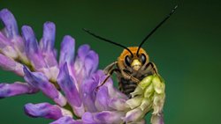 Eine Juni-Langhornbiene (Eucera longicornis) beim Blütenbesuch an einer Wicke. Auffällig und namensgebend sind bei den Männchen die ungewöhnlich langen Fühler.