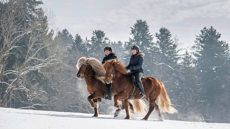 In rhythmischem Viertakt stieben die Pferde durch den Schnee, die Reiter sitzen dabei ganz ruhig im Sattel. Oliver Egli und Caroline Wyser zeigen, was am Islandpferd so speziell ist: die Gangart Tölt nämlich.