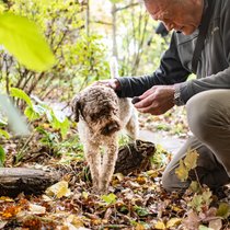 Guter Spürsinn: Andreas Simons Hund Quinto, ein Lagotto Romagnolo, ist auf die Trüffelsuche spezialisiert. Seiner Nase entgeht nichts. Ob im Garten oder beim Waldspaziergang – riecht es nach Trüffeln, beginnt er zu graben.