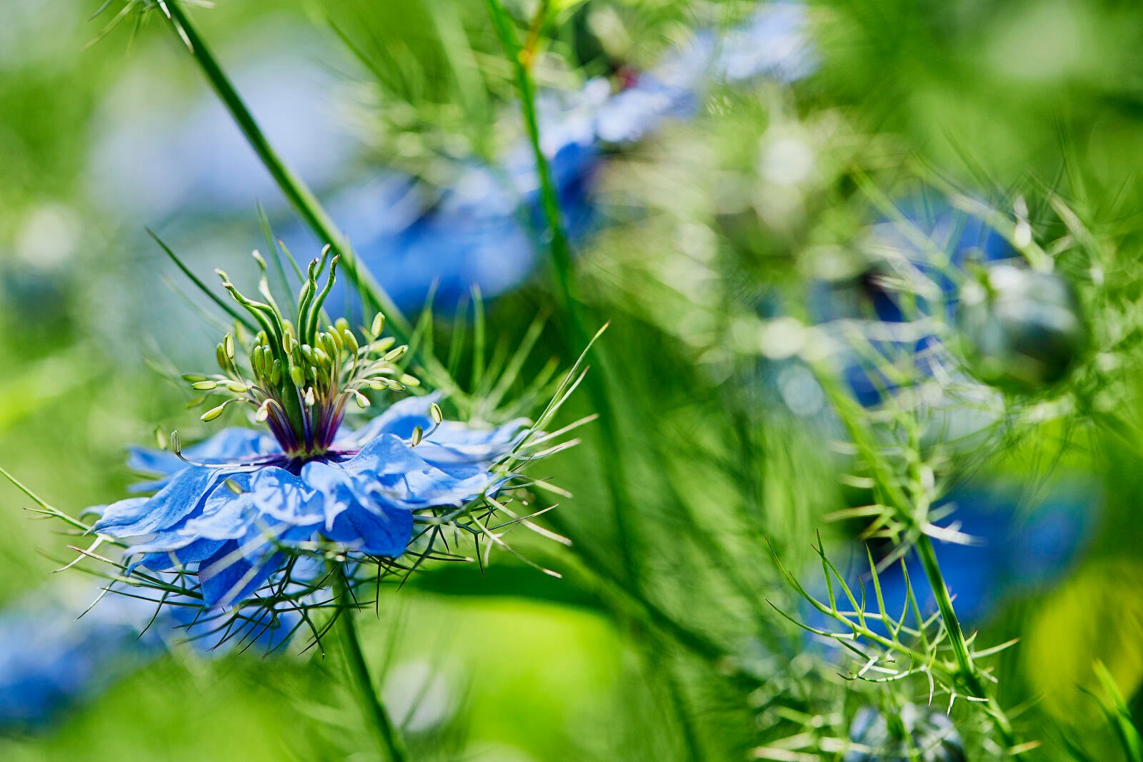 Jungfer im Grünen (Nigella damascena)