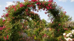 Ein Laubengang mit Rosen, fünfzig Meter lang und umrankt  von unzähligen Blüten: Zur Blütezeit kann  man sich hier kaum sattsehen. Ob man nach unten oder nach oben schaut – es blüht und duftet überall.