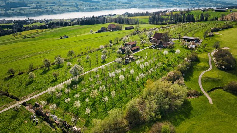 Ein Stück Himmel auf Erden: Die Hochstammobstbäume auf dem Archehof hoch über dem Sempachersee in schönster Blüte. Rechts grenzt das ­landwirtschaftliche Grundstück an den Golfplatz Sempach.