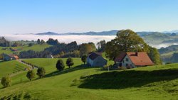 Über dem Bodensee liegt noch Morgennebel, doch die Höhen rund um Schwellbrunn AR sind bereits von der Sonne verwöhnt: Im Aufstieg vom Dorf nach Högg gibt es viel Licht und Weite.