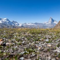 Rendez-vous mit  den Eisriesen: Knapp unterhalb des Oberrothorngipfels schweift der Blick nach Osten zum Rimpfischhorn (4199 m) und zum Strahlhorn (4190 m).