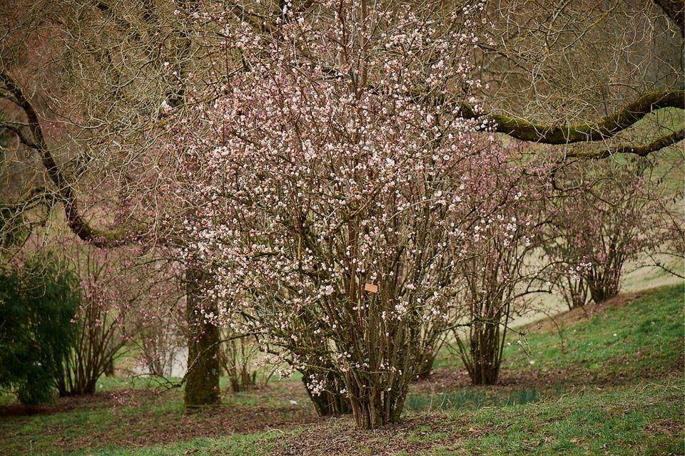 Garten4