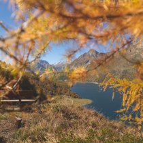 Alles so schön gülden hier: Blick auf den Silsersee Richtung Maloja. Die Nadeln der Lärchen verfärben sich im Oktober. Im November werden die Bäume kahl.