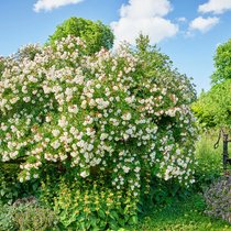 Üppig, lauschig, verwunschen: Im Naturgarten von Claudia Ebling spielen Wild- und andere Rosen eine wichtige Rolle. Im Bild eine Ramblerrose. Davor in Gelb gedeihen Brandkräuter, rechts vor dem Brunnen stehen Pfingstrosen und Bergminzen in Blüte.