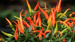 Thai-Chili
