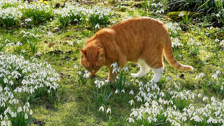 Wenn die Pflänzchen im weichen Winterlicht ihre Blüten öffnen, ist sogar Harry, die Katze, hingerissen. Mit ihrem Namen passt sie bestens in den von England -inspirierten Garten.