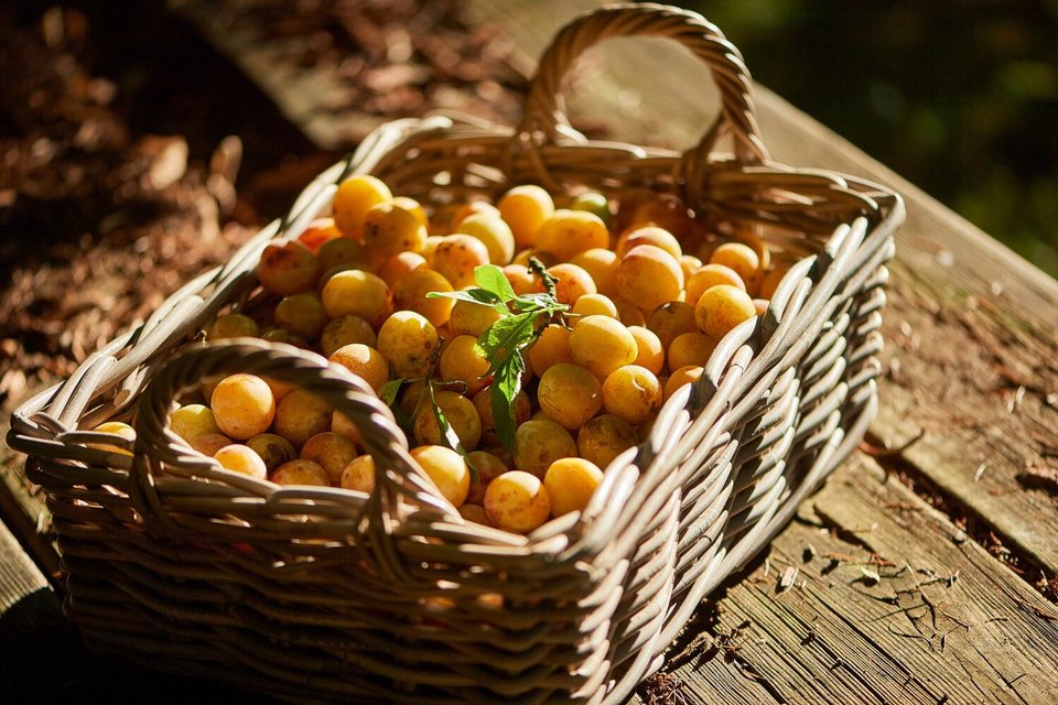 Garten3