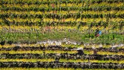 Rebstöcke, wohin das Auge blickt: Der «Chemin du Vignoble» zieht sich durch die sonnigen Weinterrassen des Wallis. Wanderautor Andreas Staeger unterwegs bei Branson.