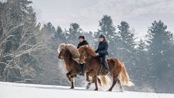 In rhythmischem Viertakt stieben die Pferde durch den Schnee, die Reiter sitzen dabei ganz ruhig im Sattel. Oliver Egli und Caroline Wyser zeigen, was am Islandpferd so speziell ist: die Gangart Tölt nämlich.