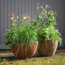 Wer seinen Topfgarten mit ungezähmten Schönheiten ergänzt, hat im Lauf des Jahres viel zu beobachten. Welche Insekten fliegen auf die Wildstaudenblüten? Welche Samen bilden sich? Was passiert damit? Spannender als jede Netflix-Serie.