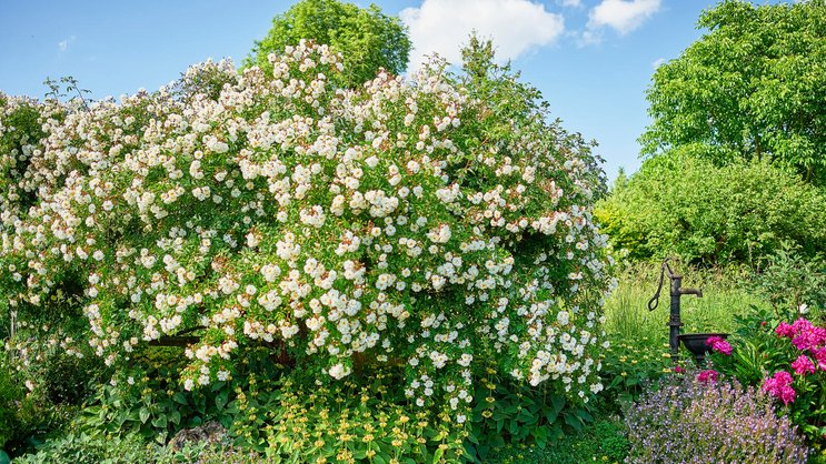 Üppig, lauschig, verwunschen: Im Naturgarten von Claudia Ebling spielen Wild- und andere Rosen eine wichtige Rolle. Im Bild eine Ramblerrose. Davor in Gelb gedeihen Brandkräuter, rechts vor dem Brunnen stehen Pfingstrosen und Bergminzen in Blüte.