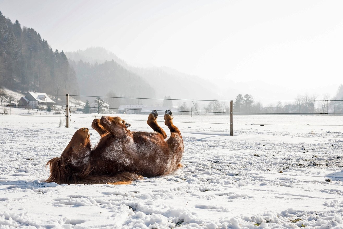 Islandpferd Kjudi wälzt sich im Schnee