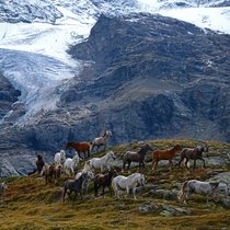 Pferdeherde am Cambrena-Gletschers oberhalb des Lago Bianco2 und des Lago Nero