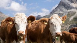 Wie sympathisch Kühe oder Rinder am Rand des Wanderwegs auch wirken, es ist nie ratsam, sie zu streicheln.