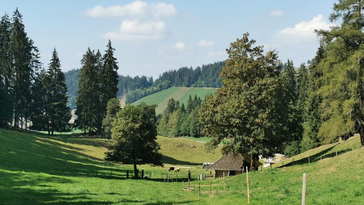 Heimeliger Hüniboden: Die Wanderung zur Hügelkuppe des Vesuvs führt durch Bergwälder und üppig grünes Weideland.