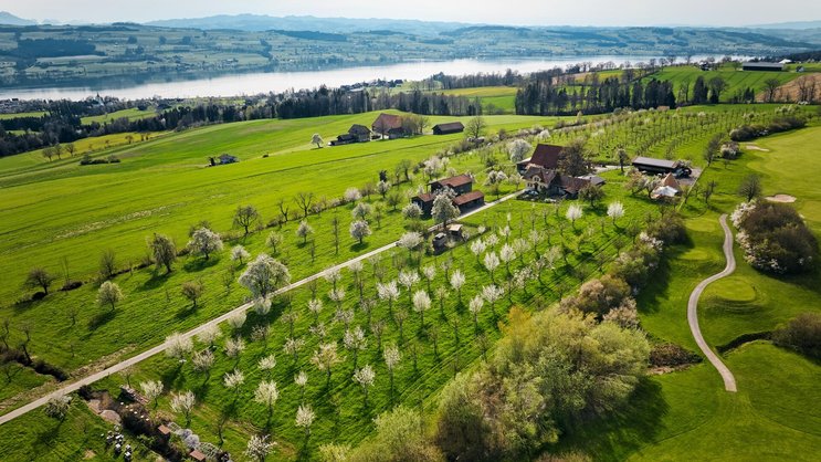Ein Stück Himmel auf Erden: Die Hochstammobstbäume auf dem Archehof hoch über dem Sempachersee in schönster Blüte. Rechts grenzt das ­landwirtschaftliche Grundstück an den Golfplatz Sempach.