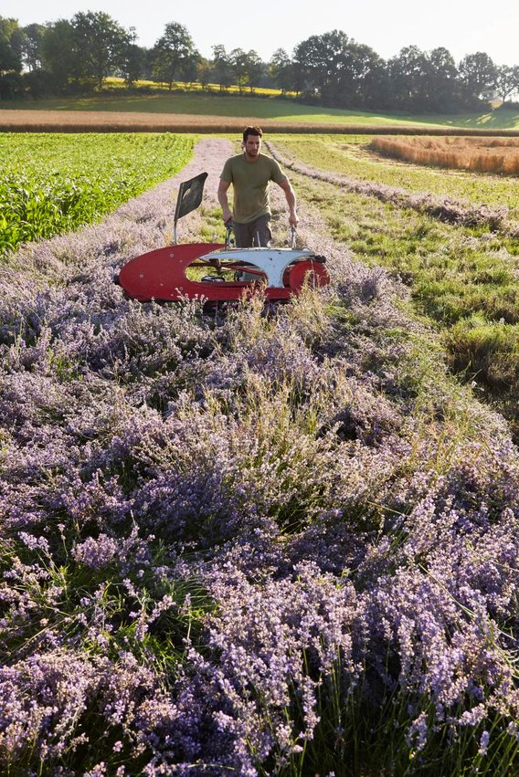 Landwirt Roland Friedli erntet seinen Lavendel in Bettenhausen
