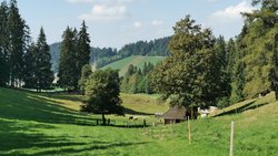 Heimeliger Hüniboden: Die Wanderung zur Hügelkuppe des Vesuvs führt durch Bergwälder und üppig grünes Weideland.