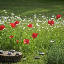 mohnblumen_WH48702.jpg