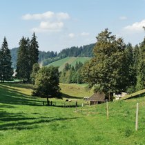 Heimeliger Hüniboden: Die Wanderung zur Hügelkuppe des Vesuvs führt durch Bergwälder und üppig grünes Weideland.