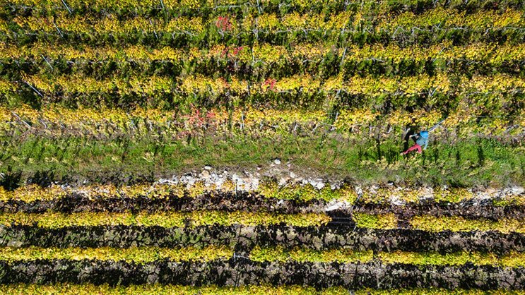 Rebstöcke, wohin das Auge blickt: Der «Chemin du Vignoble» zieht sich durch die sonnigen Weinterrassen des Wallis. Wanderautor Andreas Staeger unterwegs bei Branson.